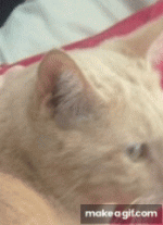 kissa_ballsgif.gif